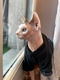 Sphynx per monta