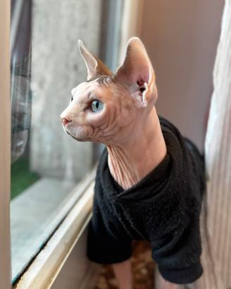 Sphynx per monta