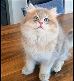 British longhair maschio