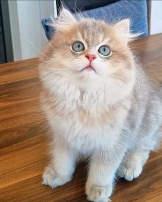 British longhair maschio