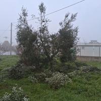 Effettuo potatura olivi a Vaso Policonico 