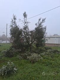 Effettuo potatura olivi a Vaso Policonico 