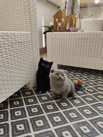 Gattini Scottish e British