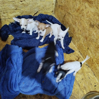 Cuccioli chihuahua