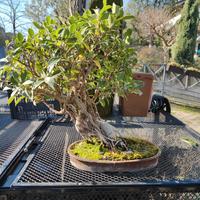 ficus bonsai 