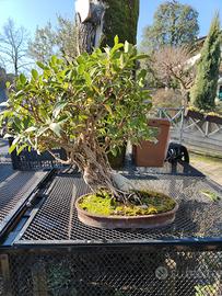 ficus bonsai 