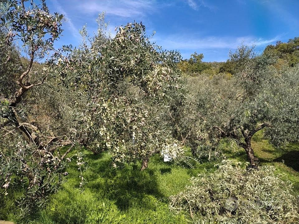 oliveto - Vista 2