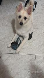 Volpino spitz