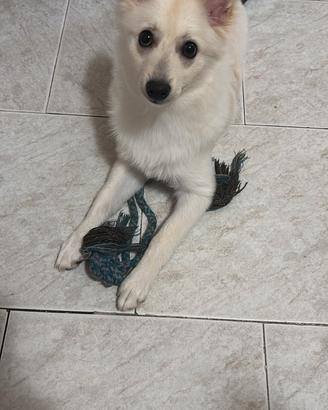Volpino spitz
