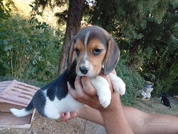 Beagle