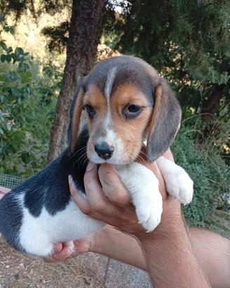 Beagle