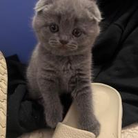 Scottish fold