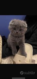 Scottish fold