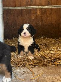 Cuccioli Bovaro Del Bernese