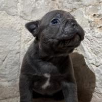 Preferibile contatto telefonico