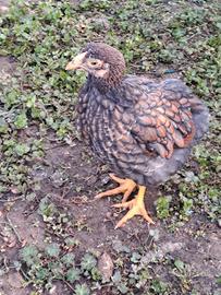 Pulcinotti Wyandotte oro orlato blu