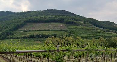 Vigneto DOC sulle colline di Tregnago