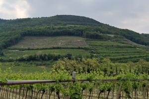 Vigneto DOC sulle colline di Tregnago