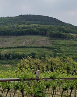 Vigneto DOC sulle colline di Tregnago