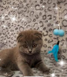 Gattina scottish fold