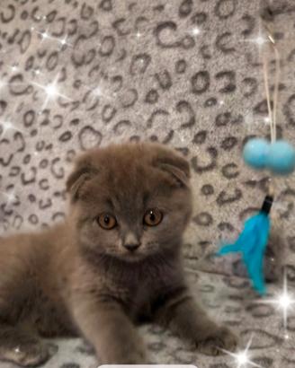 Gattina scottish fold