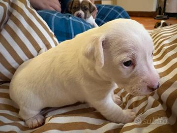 Cuccioli di Jeck Russell