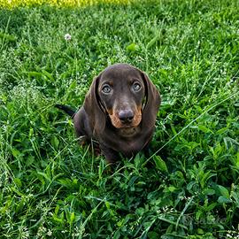 Bassotto pelo corto cucciolo