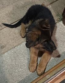Cuccioli pastore tedesco