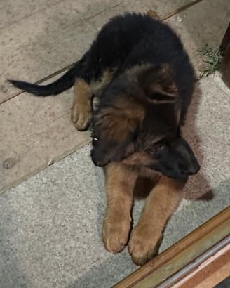 Cuccioli pastore tedesco