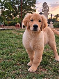 Maschietto di Golden Retriever linea americana
