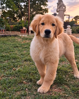 Maschietto di Golden Retriever linea americana