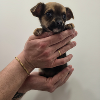 Chihuahua mini toy femmine 2 mesi