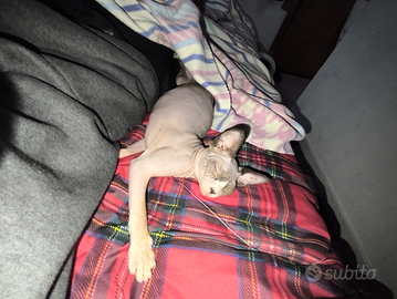 Sphynx