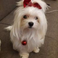 Cucciola maltese