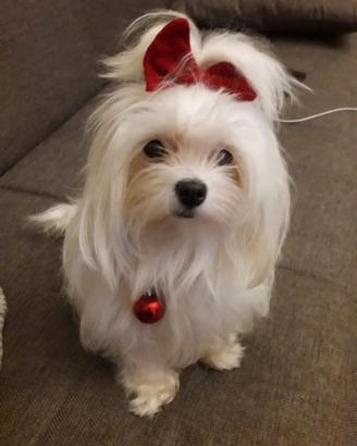 Cucciola maltese