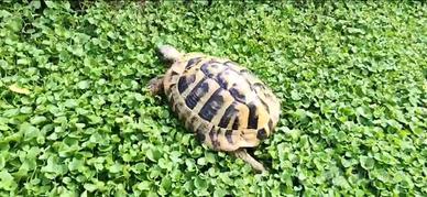 Tartaruga per accopiamento