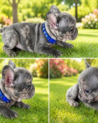 Bulldog francese
