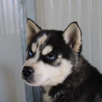 Siberian Husky cuccioli grande qualità
