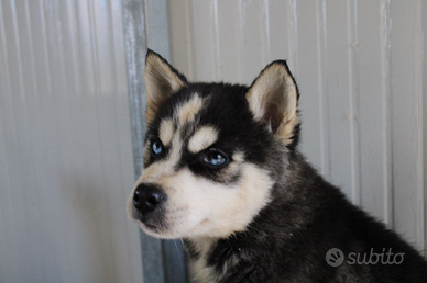 Siberian Husky cuccioli grande qualità