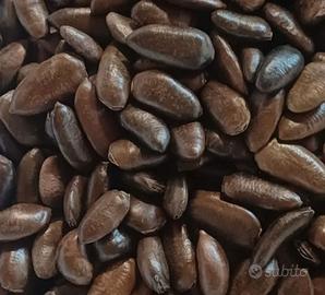 SEMI DI ASIMINA TRILOBA DETTO BANANO DI MONTAGNA