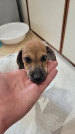 Cucciolo meticcio di 2 mesi