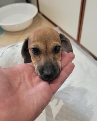 Cucciolo meticcio di 2 mesi