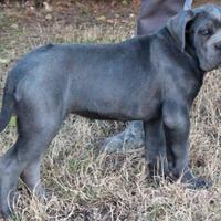 Cucciolo di cane corso