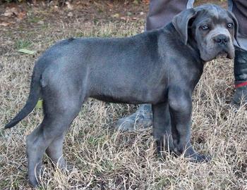 Cucciolo di cane corso