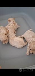 Cuccioli di maltipoo mini toy