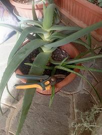 Aloe vera  grande