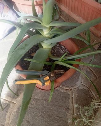 Aloe vera  grande