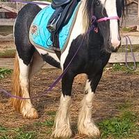 Gipsy 10 anni