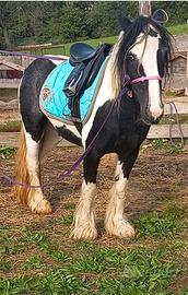Gipsy 10 anni