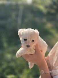 Maltese toy